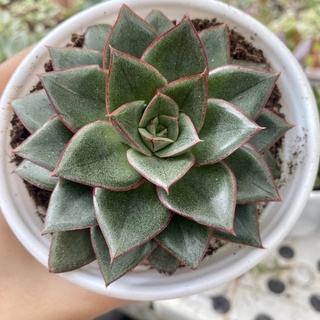 SEN ĐÁ HOA HỒNG ĐEN TO 10cm  🌵FREESHIP 🔥 ĐÃ THUẦN XỨ NÓNG 🌟SIU CUTE CHUẨN SIZE TRUNG 🌟