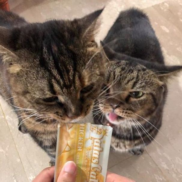 [Gói 16g] Sốt Kem Thưởng AATAS CAT Cho Mèo Nhiều Hương Vị Bổ Dưỡng