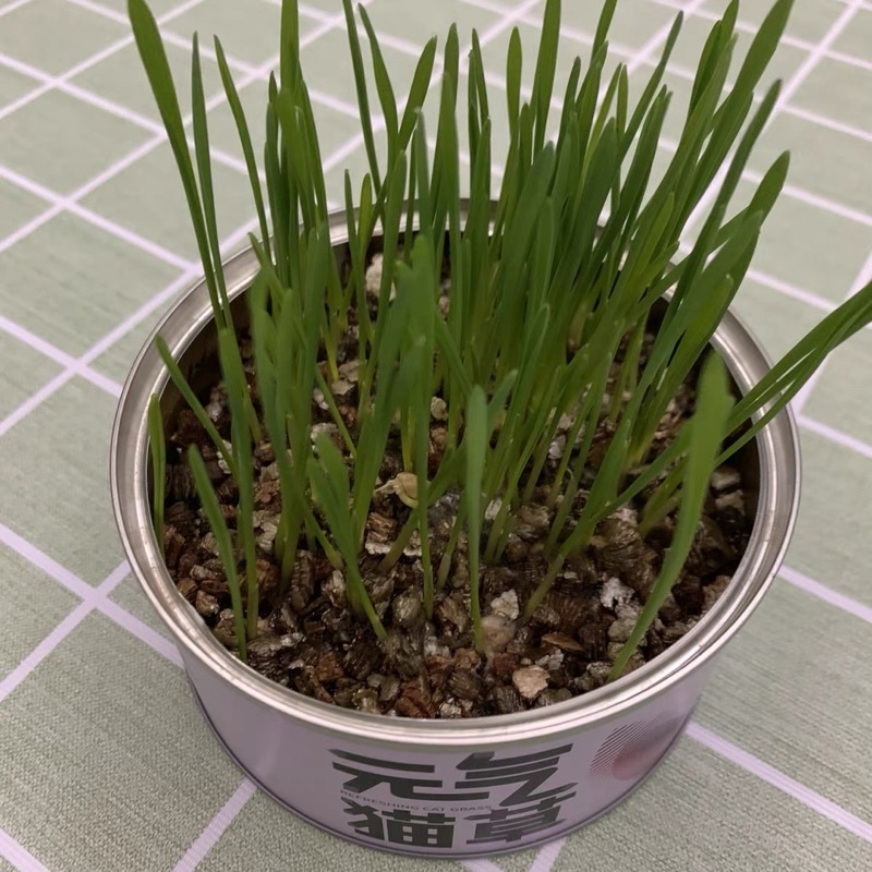 Cỏ Mèo Tươi Tự Trồng PETKIT - Catnip Nhà Trồng