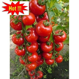 Hạt giống Cà Chua Bi Chùm 30 Hạt