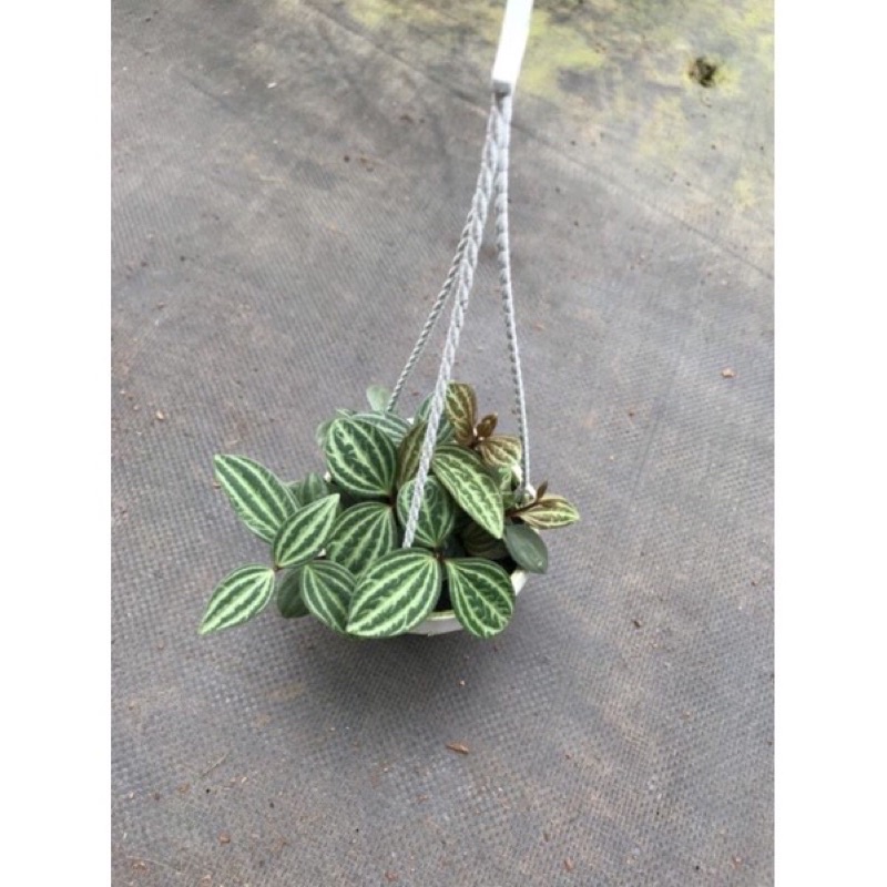 Cây "Hột Xoàn"-Peperomia puteolata chậu nhỏ