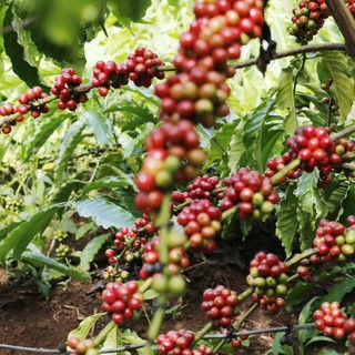 Cà Phê Robusta ICED COFEE - Cà Phê Rang Xay Túi 250g