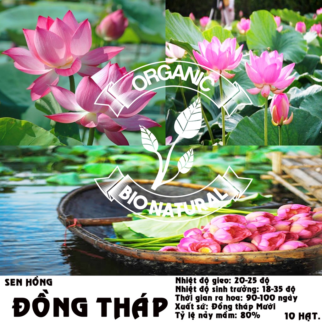 [bachhoamini95] Hạt Sen Hồng Đồng Tháp Mười