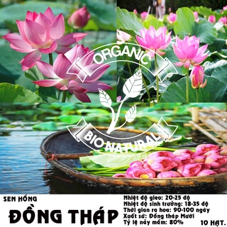 Hạt Sen Hồng Đồng Tháp Mười