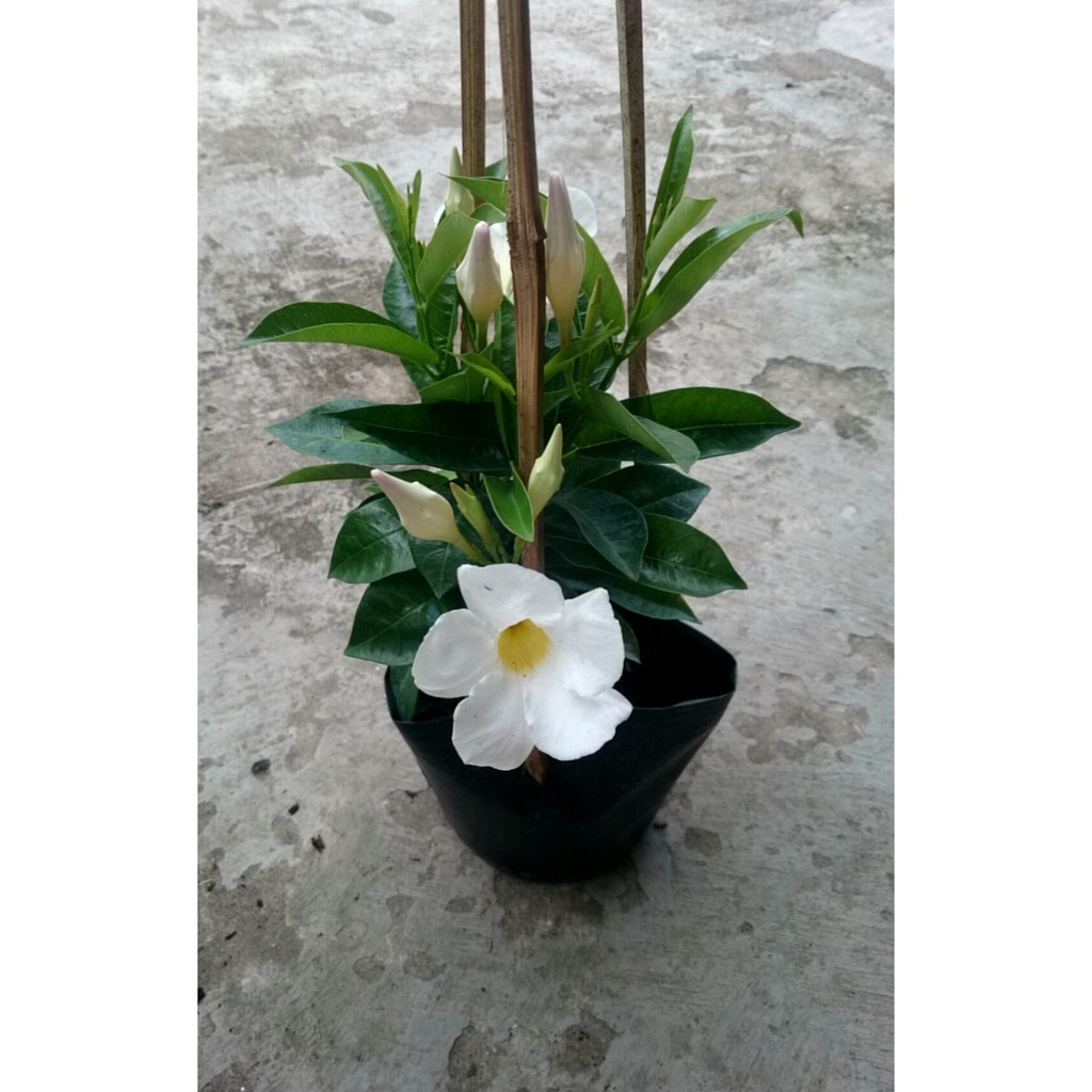 Caykiengsadec - Cây Tuyết Anh  huỳnh anh trắng - cây cảnh sân vườn