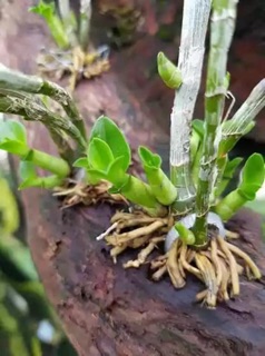 Kích ky Duy đỏ
