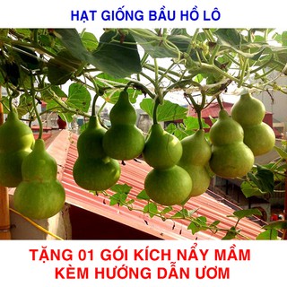 10 Hạt giống Bầu Hồ Lô 