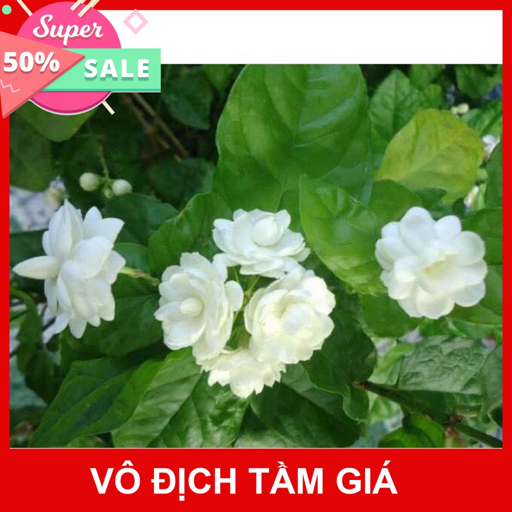 Giống Chuẩn Cây hoa nhài thơm đã sẵn hoa