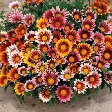 Hạt Giống Hoa Cúc Huân Chương F1 Loại Siêu Dễ Trồng, Hoa Nở Đẹp Tặng kèm Hướng Dẫn Trồng