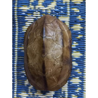 Dụng cụ gieo quẻ kinh dịch, quẻ bói