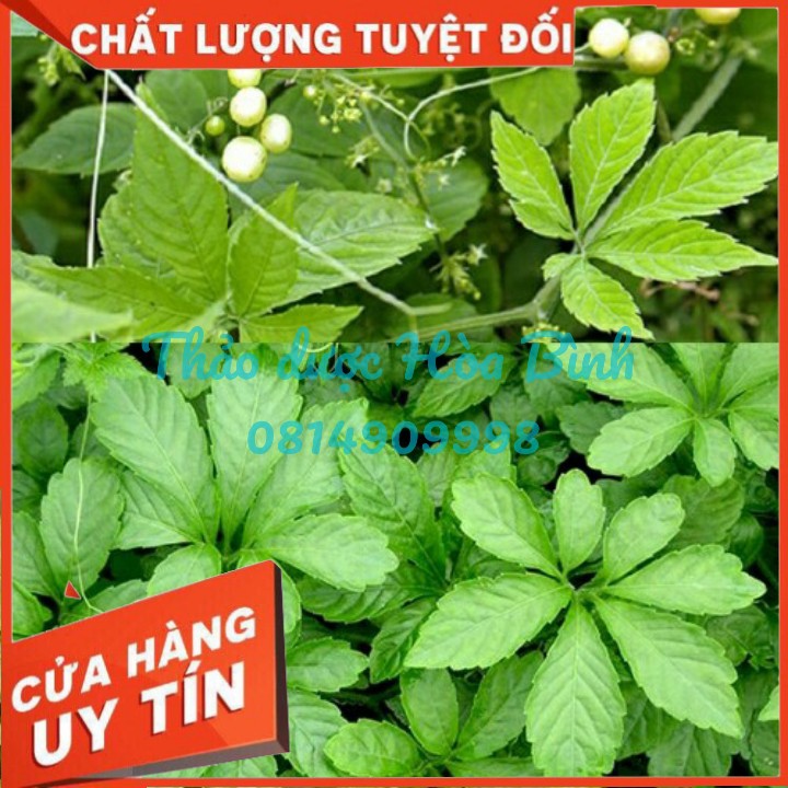 GIẢO CỔ LAM Núi Đá 5 lá Hòa Bình hàng chuẩn loại 1 giữ nguyên dưỡng chất, sạch, thơm, khô