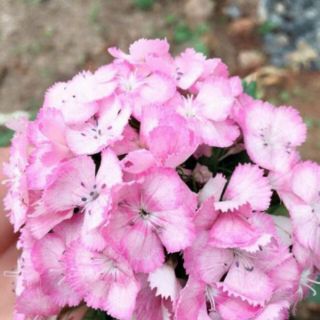 CẨM CHƯỚNG CHÙM MIX