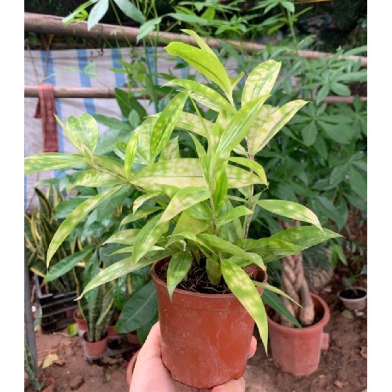 Cây trúc Nhật