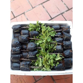 hoa giấy mỹ giống