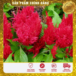 Hạt Giống Hoa Mào Gà Lửa Đỏ(100 hạt)