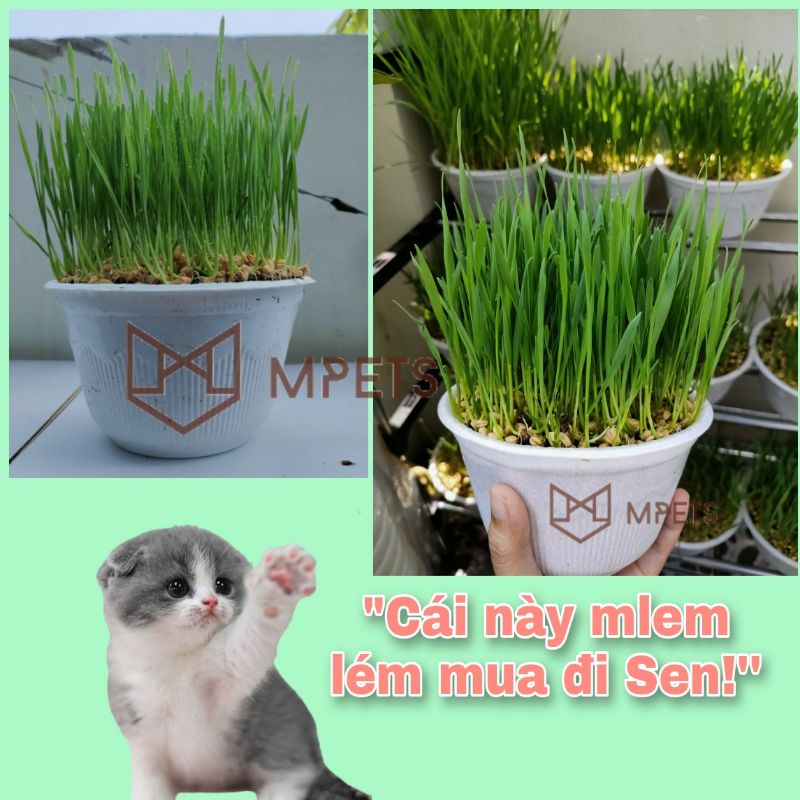 Cỏ Mèo Tươi Trồng Sẵn  - Mpets