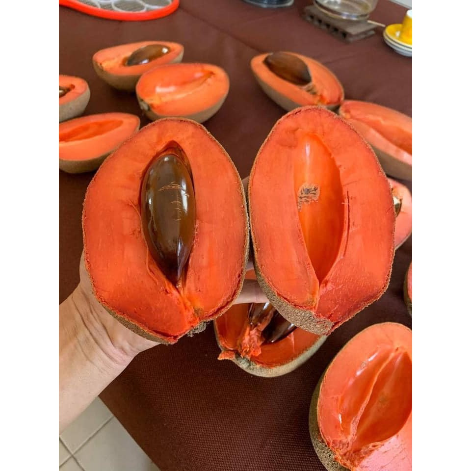 Cây giống hồng xiêm (sapoche) ruột đỏ khổng lồ giống chuẩn Thái - Bé Mầm Shop 1️⃣1️⃣