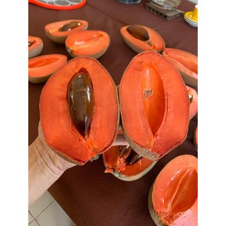 Cây giống hồng xiêm (sapoche) ruột đỏ khổng lồ giống chuẩn Thái