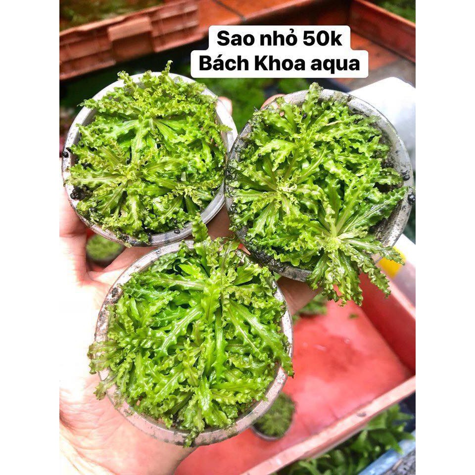 Cây thủy sinh Sao nhỏ