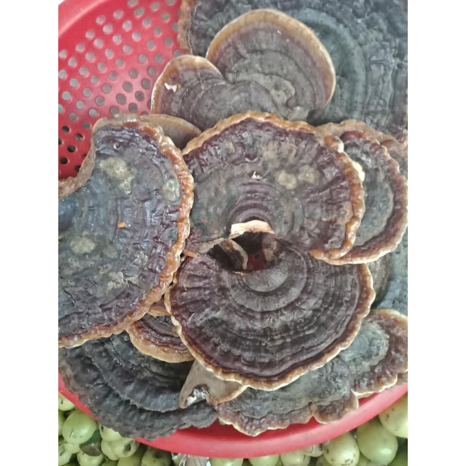 Nấm Linh CHi Rừng Tây Bắc 1 Kg | BigBuy360 - bigbuy360.vn