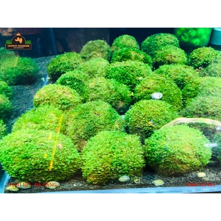 RÊU MINI FISS ĐỦ LOẠI