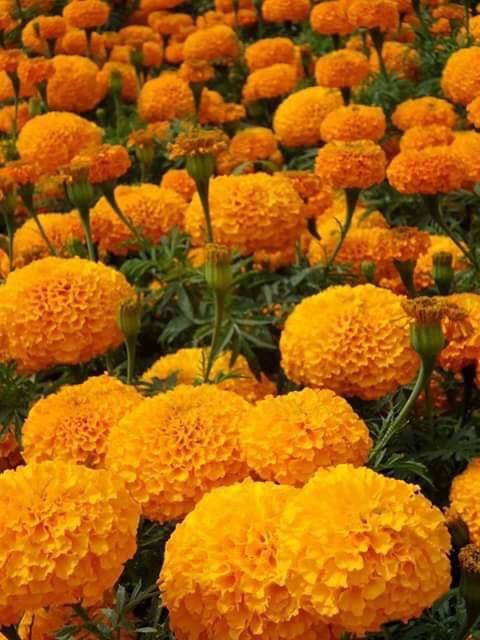 Hạt giống hoa cúc vạn thọ cam
