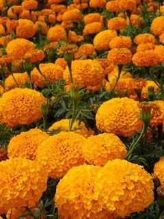 Hạt giống hoa cúc vạn thọ cam