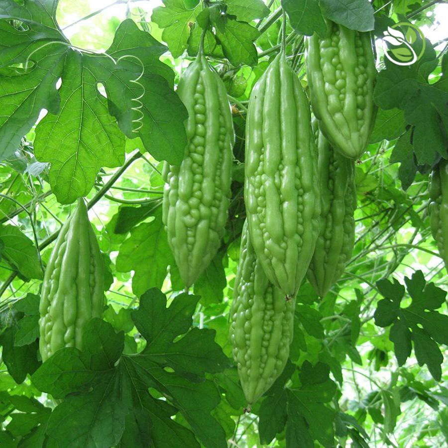 Hạt Giống Khổ Qua F1 PN-357 Phú Nông - Gói 2g - Bitter Gourd F1