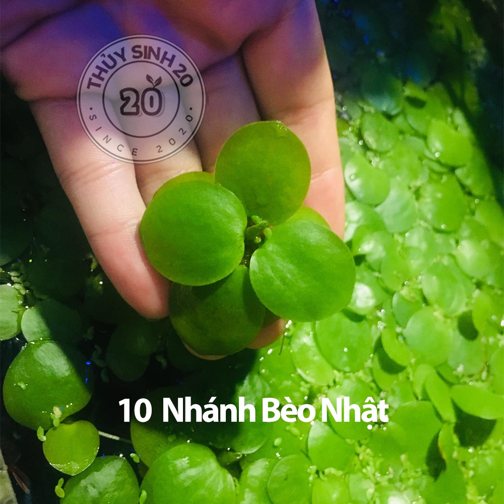 10 Nhánh Bèo Nhật thuỷ sinh [CHỈ ship miền Nam]