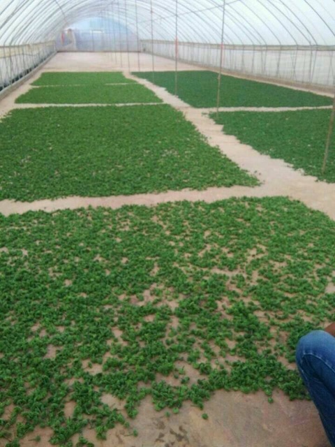 Nụ hoa tam thất BAO TỬ khô 100g