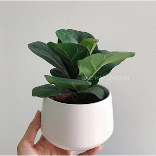 Bàng Singapore mini để bàn siêu xịn, cây khỏe, phát triển tốt trong nhà- Cây nội ngoại thất Bác Hai Garden