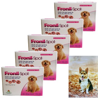 COMBO 5 HỘP FRONIL SPOT NHỎ GÁY TRỊ VE RẬN BỌ CHÉT CHÓ MÈO