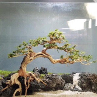 Bonsai 26x23 cho hồ cá thuỷ sinh