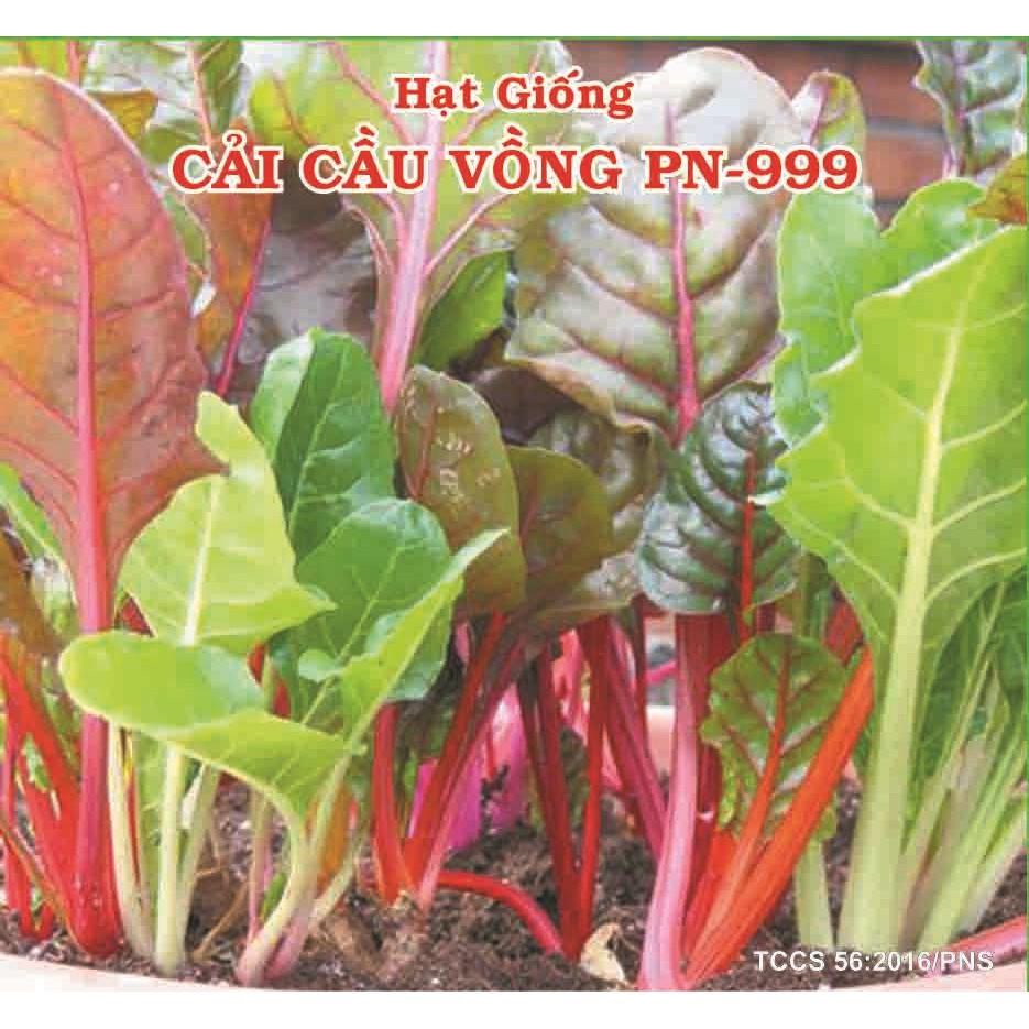 [Giống Chịu Nhiệt]10g Hạt Giống Cải Cầu Vồng NẢY MẦM CỰC TỐT (Beta vulgaris)