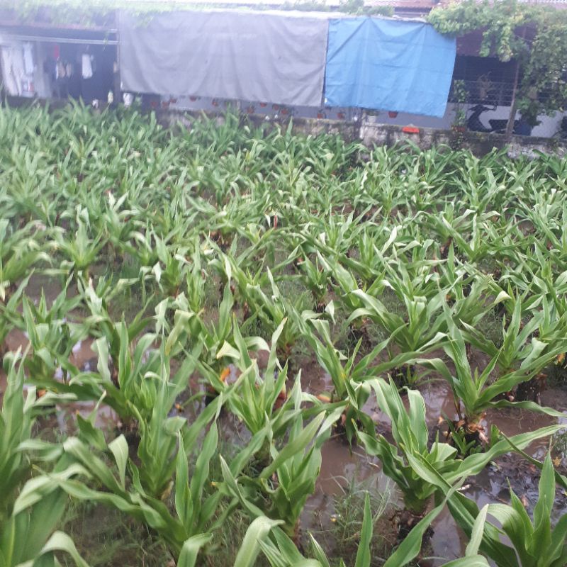 Giống cây hoa đại tướng quân, Giống Cây lá Láng