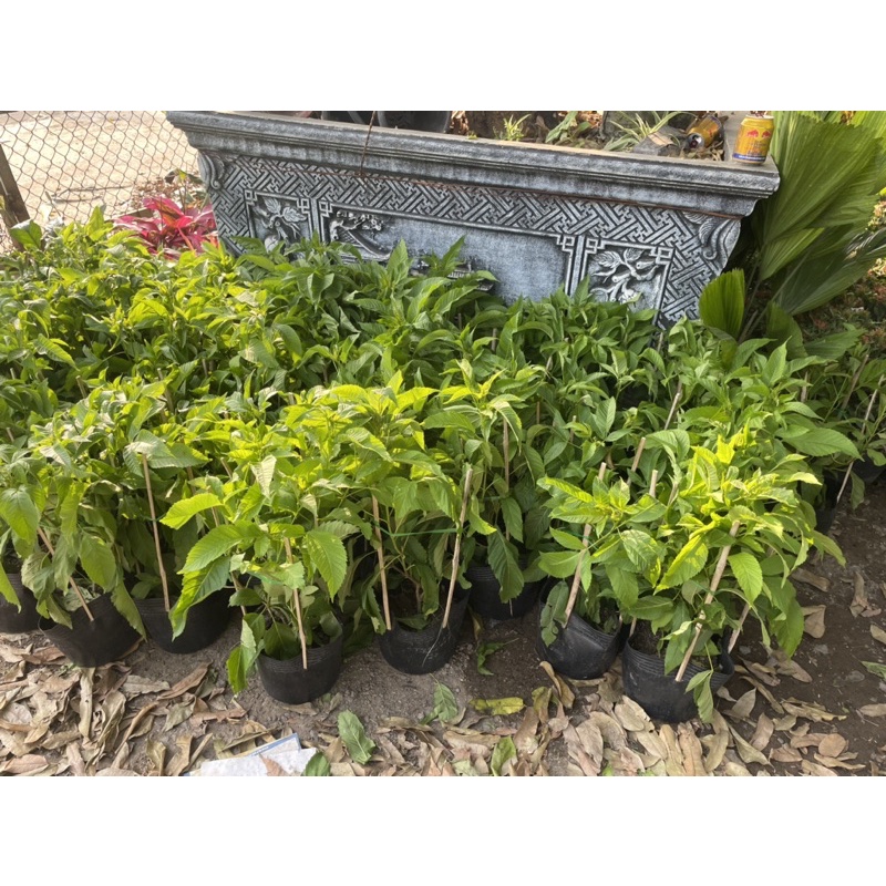 Cây huỳnh liên chuông vàng hoa quanh năm