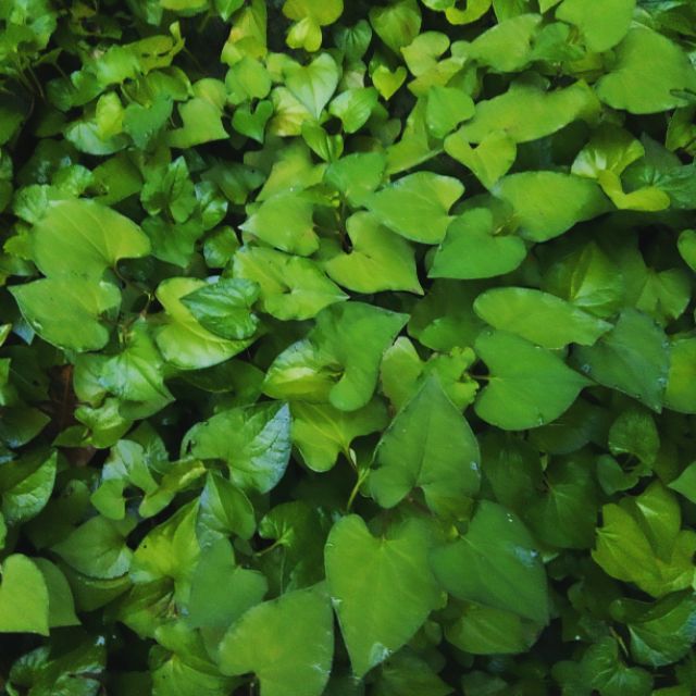 Cây diếp cá