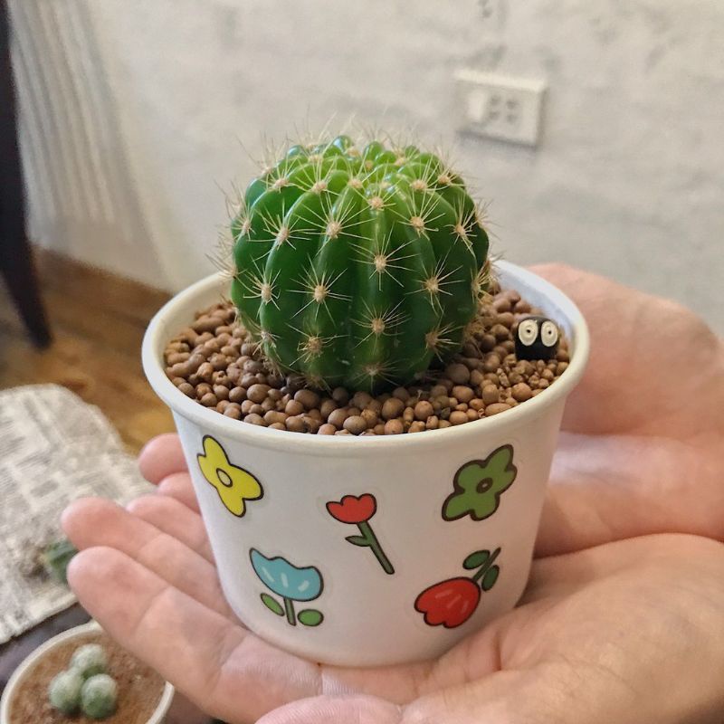 Xương rồng bí xanh - Xương rồng bí ngô - Sẵn chậu nhựa đủ kích thước