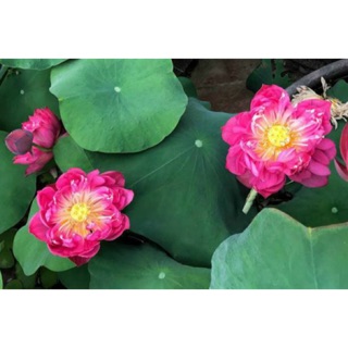 Hạt giống Hoa Sen cung đình màu hồng_ 5 hạt/gói