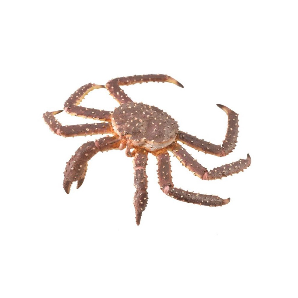 Mô hình động vật: Cua Hoàng Đế