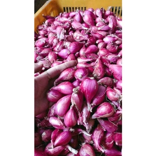 Hành tím khô lý sơn,tỏi bắc, tỏi cô đơn, củ nén