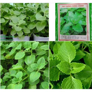 Hạt giống rau húng chanh - Gói 0,1 gram