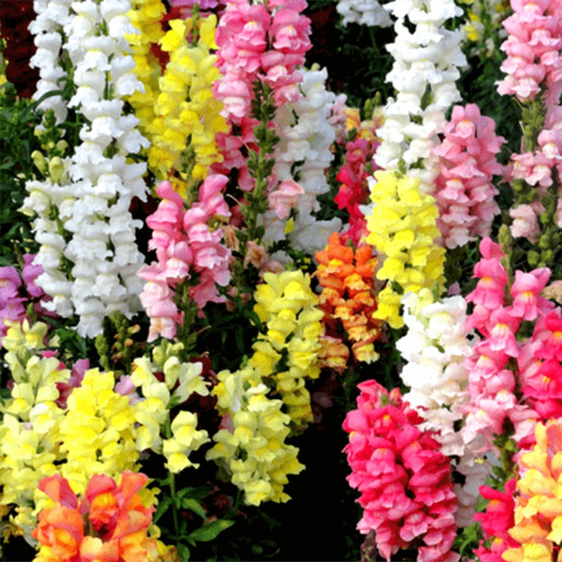 HẠT GIỐNG HOA MÕM SÓI NHIỀU MÀU 616 CAO - GÓI 0,5 GRAM