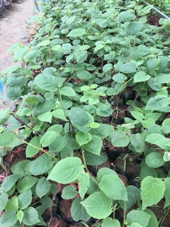 Cây giống kiwi vàng