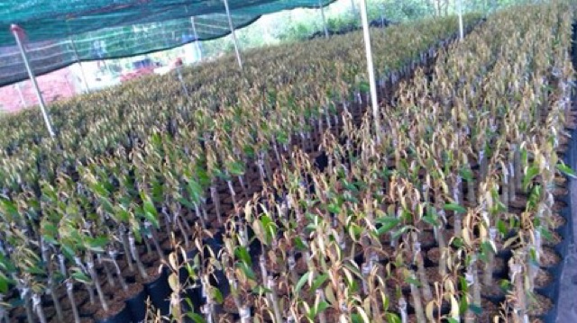 Cây Giống Sầu Riêng MusangKing D197 Malaysia