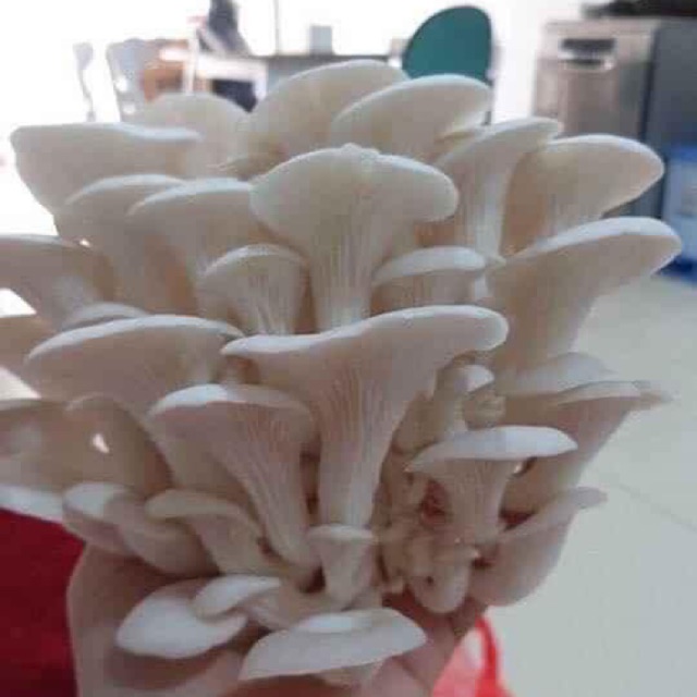 Phôi nấm sò