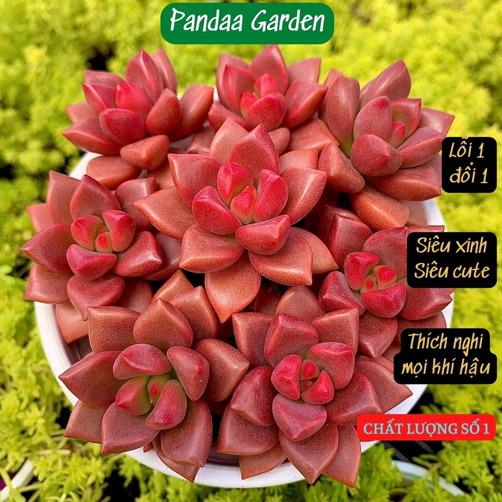 Sen đá đá nâu size mni 2.5-4cm, xuất xứ Đà Lạt khoẻ đẹp, thích nghi mọi khí hậu, lỗi 1 đổi 1