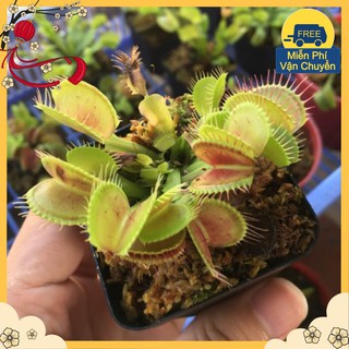 Hạt Giống Cây Ăn Thịt