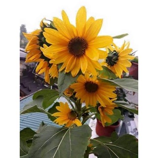 hạt giống hoa hướng dương siêu bông