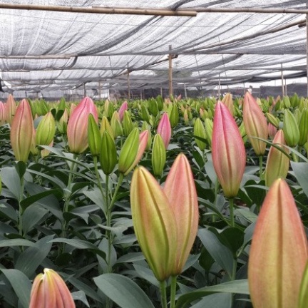 Củ ly cao Hà Lan thơm siêu hoa mix đủ màu